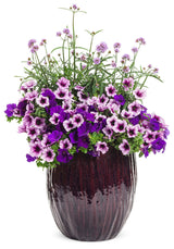 Petunia hybrid 'Supertunia® Royal Velvet®' combination