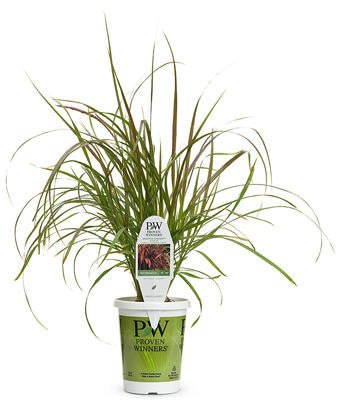 Pennisetum setaceum Graceful Grasses® 'Purple Fountain Grass' in grower pot