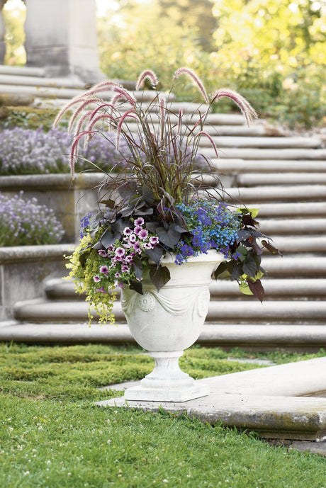 Pennisetum setaceum Graceful Grasses® 'Purple Fountain Grass' combination