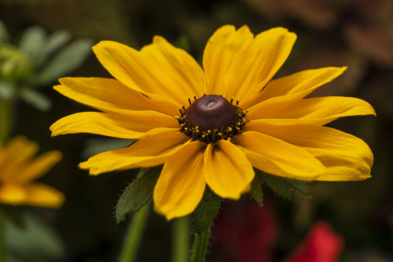 Rudbeckia hirta 'Dakota™ Gold'