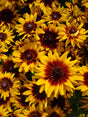 Rudbeckia hirta 'Denver Daisy'