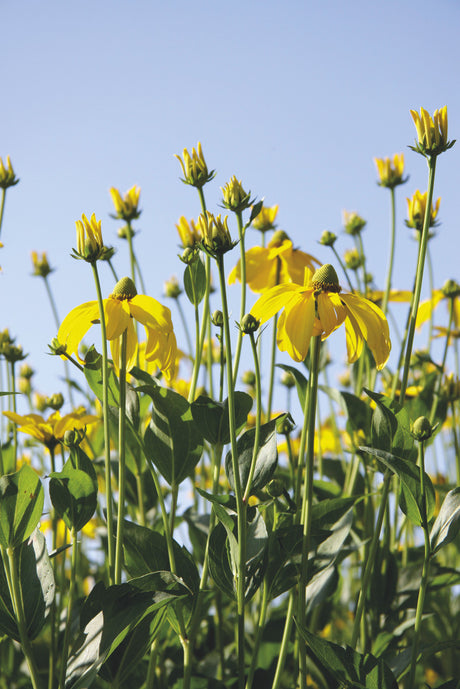 Rudbeckia laciniata 'Herbstsonne (Autumn Sun)'