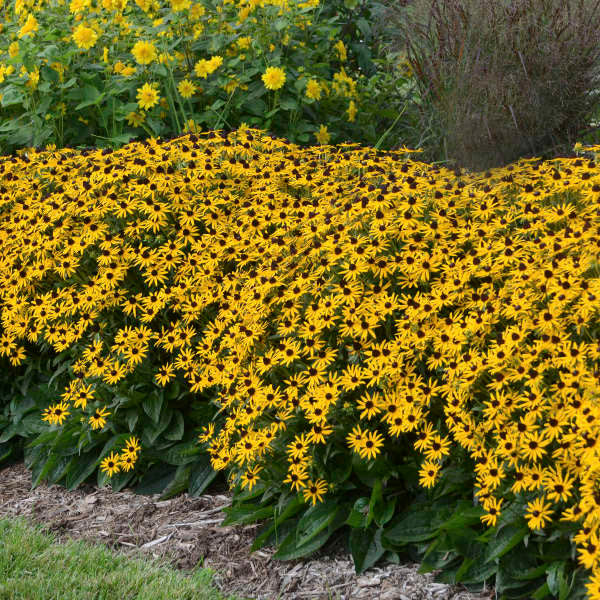 Rudbeckia fulgida var. sullivantii 'Little Goldstar'