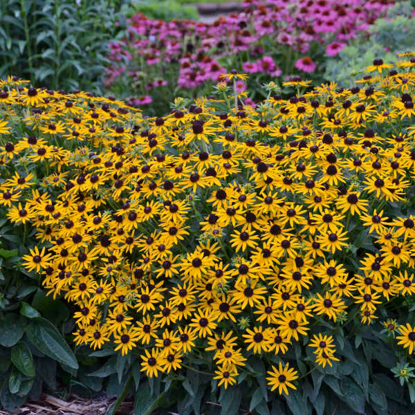 Rudbeckia fulgida var. sullivantii 'Little Goldstar'