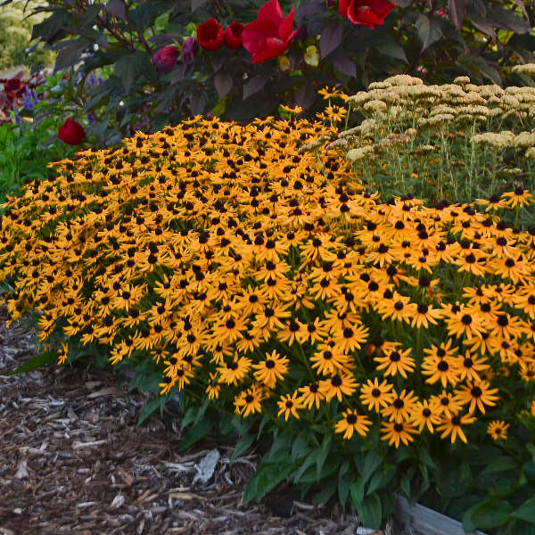 Rudbeckia fulgida var. sullivantii 'Little Goldstar'