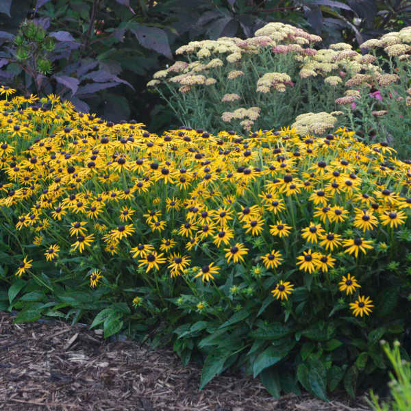 Romence Gardens Rudbeckia Fulgida