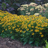 Rudbeckia fulgida var. sullivantii 'Little Goldstar'