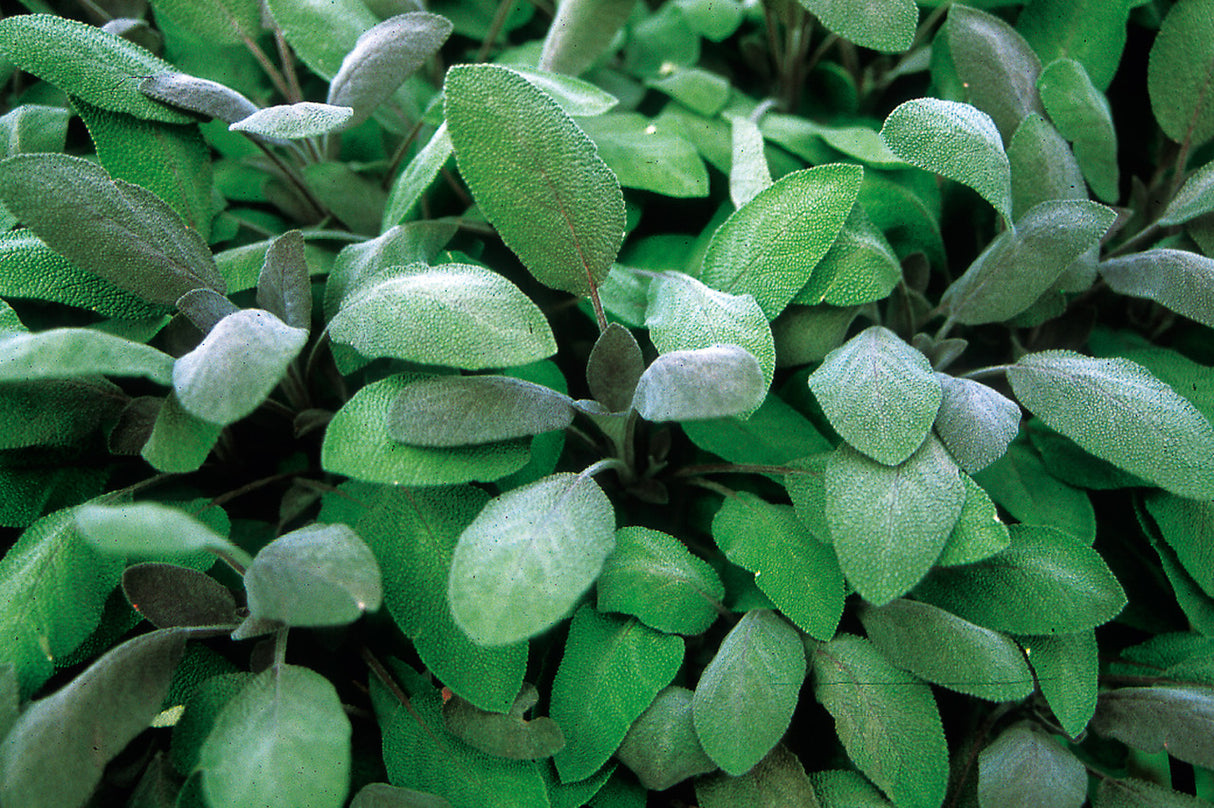 Sage 'Purple' (Herb)