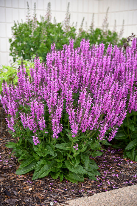 Salvia COLOR SPIRES® 'Back to the Fuchsia'