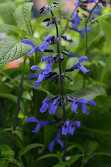 Salvia guaranitica 'Black & Bloom'