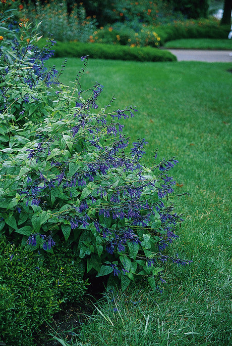 Salvia guaranitica 'Black & Blue'