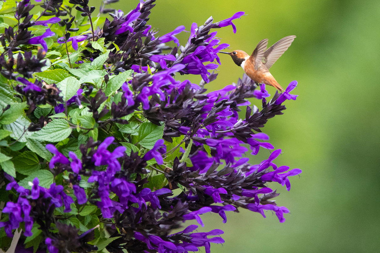 Salvia BODACIOUS® 'Hummingbird Falls'