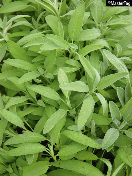 Sage officinalis (Herb)