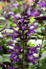 Salvia guaranitica 'Purple & Bloom'