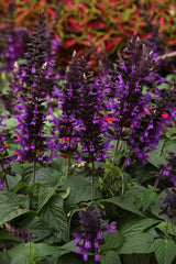 Salvia guaranitica 'Purple & Bloom'