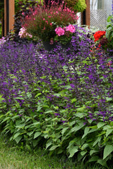 Salvia guaranitica 'Purple & Bloom'