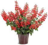 Salvia hybrid 'Unplugged® Red™'