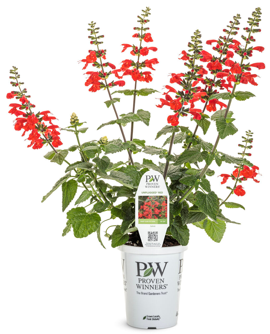 Salvia hybrid 'Unplugged® Red™'