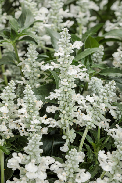 Salvia hybrid 'Unplugged White'  Romence Gardens & Greenhouses