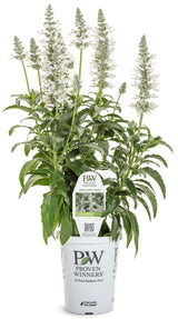 Salvia hybrid 'Unplugged® White™'