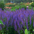 Salvia nemorosa COLOR SPIRES® 'Violet Riot'