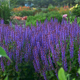 Salvia nemorosa COLOR SPIRES® 'Violet Riot'