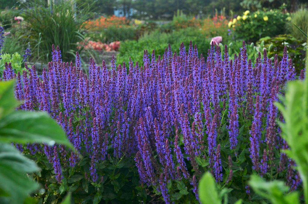 Salvia nemorosa COLOR SPIRES® 'Violet Riot'