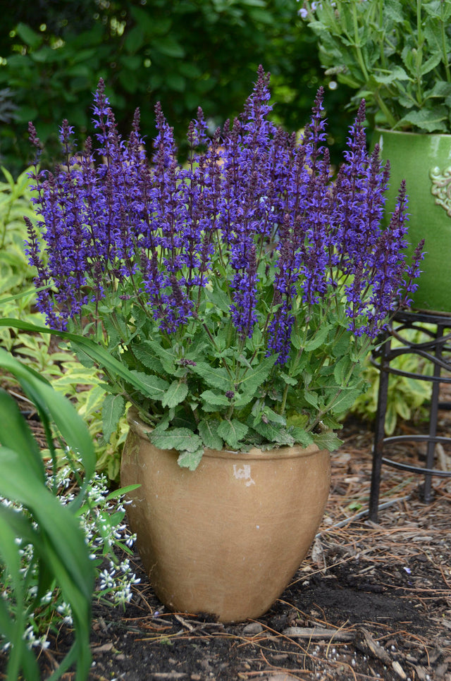 Salvia nemorosa COLOR SPIRES® 'Violet Riot'