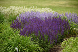 Salvia nemorosa COLOR SPIRES® 'Violet Riot'