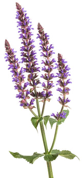 Salvia nemorosa COLOR SPIRES® 'Violet Riot'