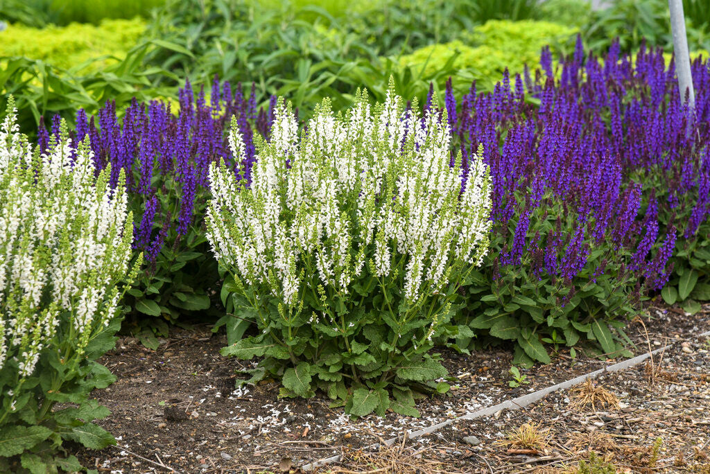 Salvia Nemorosa White Profusion Sage Size 16 20 by White Flower Farm