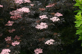 Sambucus nigra 'Black Lace®'