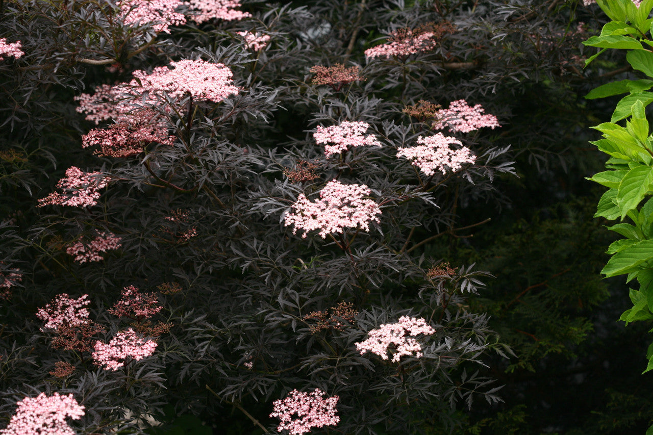 Sambucus Nigra 'Black Lace '