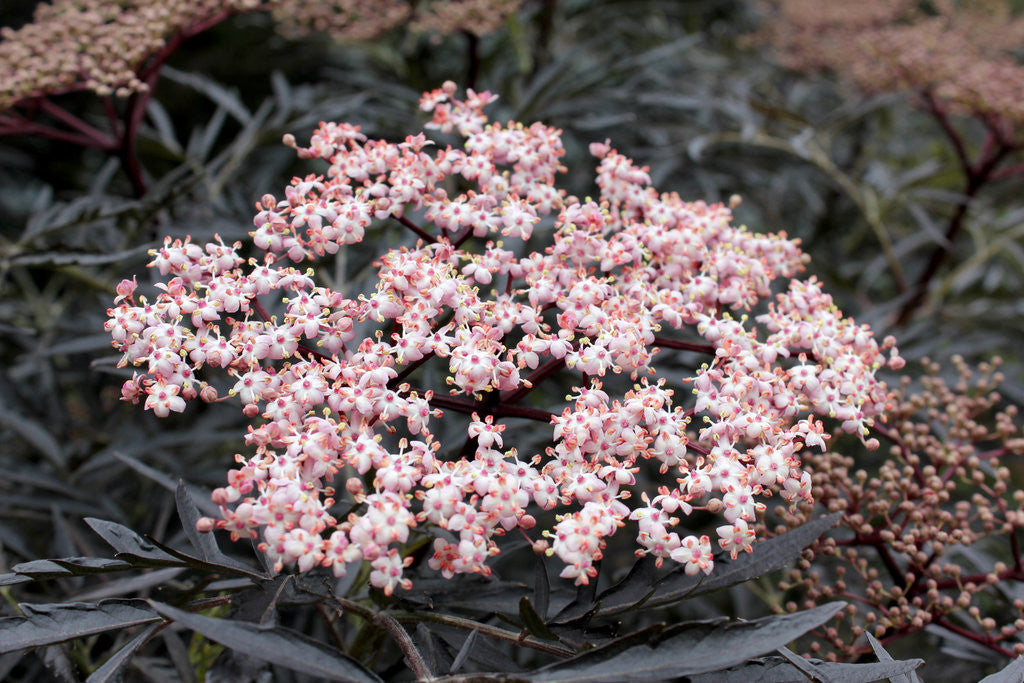 Sambucus nigra 'Black Lace®'