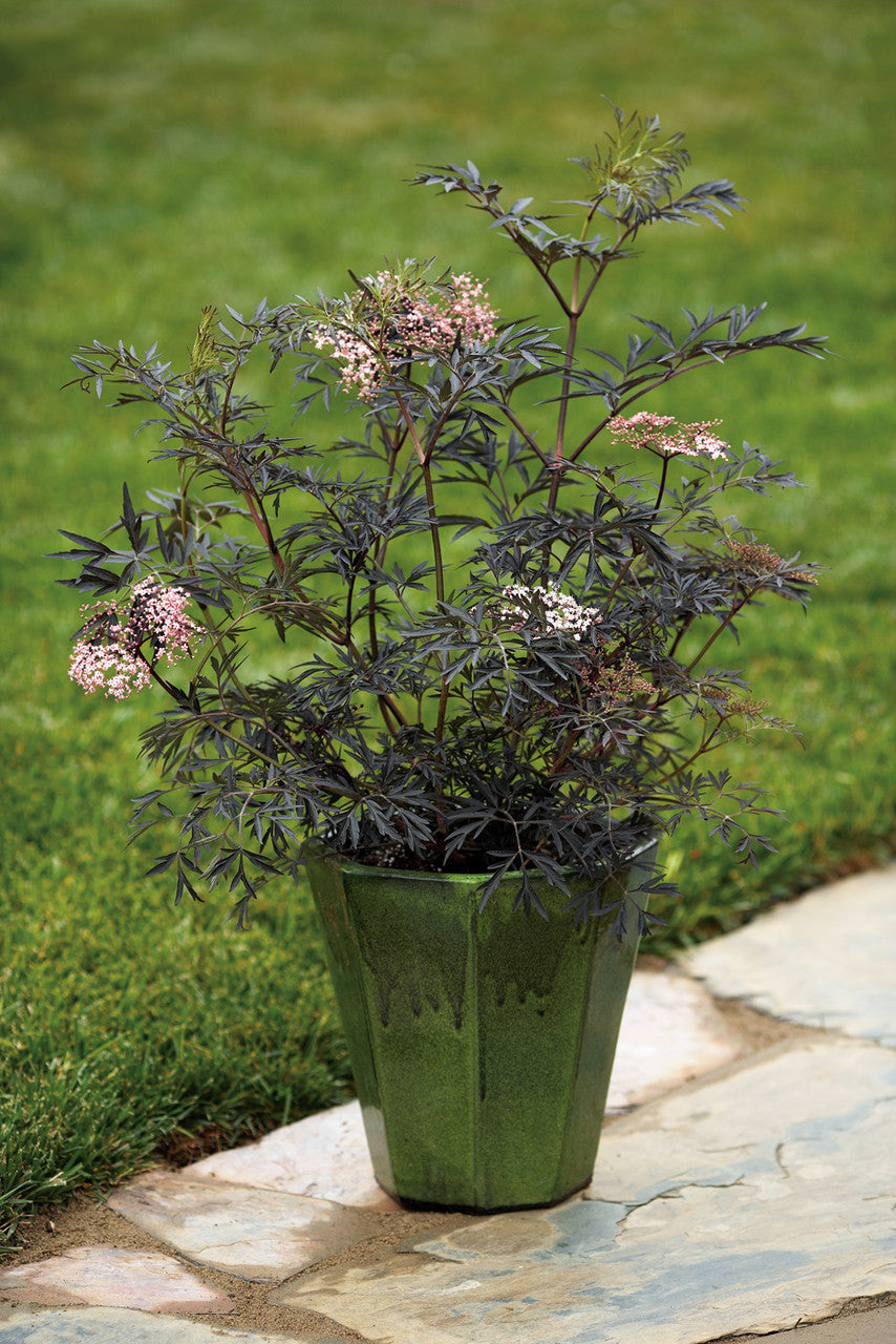 Sambucus nigra 'Black Lace®'