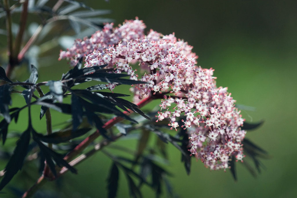 Sambucus nigra 'Black Lace®'