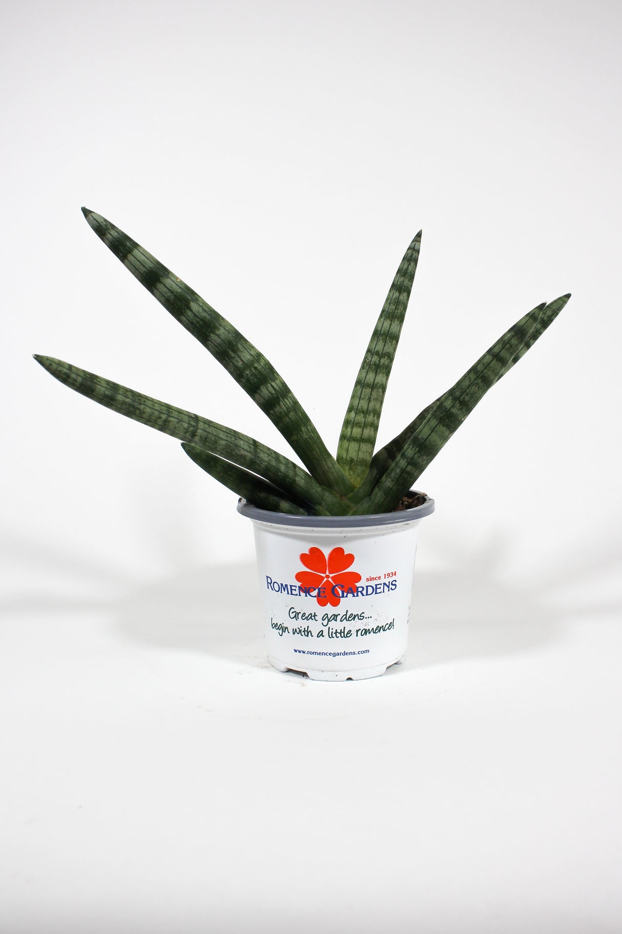 Starfish Snake Plant - Sansevieria boncel