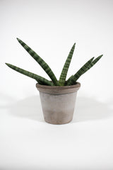 Starfish Snake Plant - Sansevieria boncel