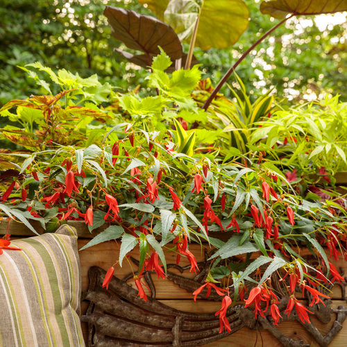 Begonia boliviensis 'Santa Cruz®' combination