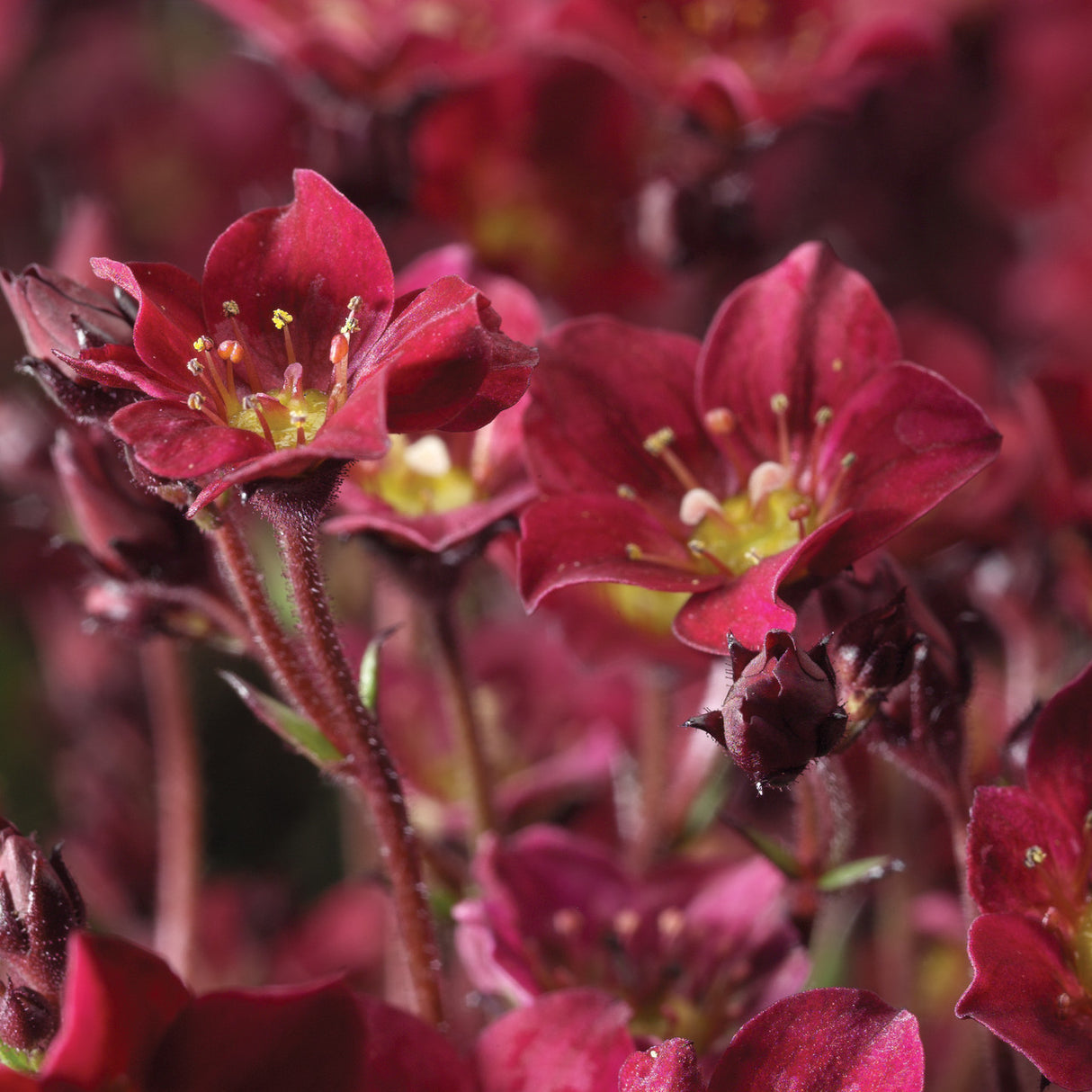 Saxifraga x arendsii 'Touran™ Deep Red'