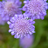 Scabiosa columbaria 'Butterfly Blue'