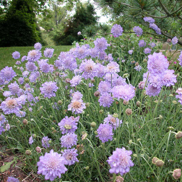 Scabiosa columbaria 'Butterfly Blue'