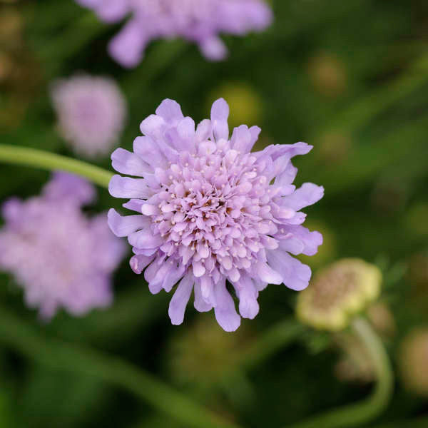 Scabiosa columbaria 'Butterfly Blue'