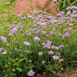 Scabiosa columbaria 'Butterfly Blue'