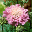 Scabiosa columbaria 'Pink Mist'