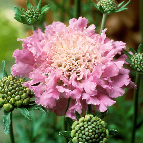 Scabiosa columbaria 'Pink Mist'