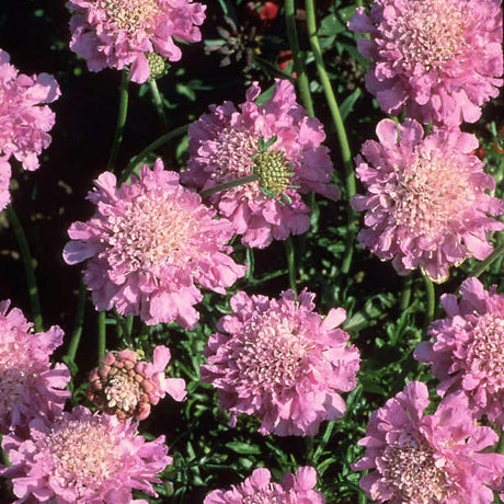 Scabiosa columbaria 'Pink Mist'