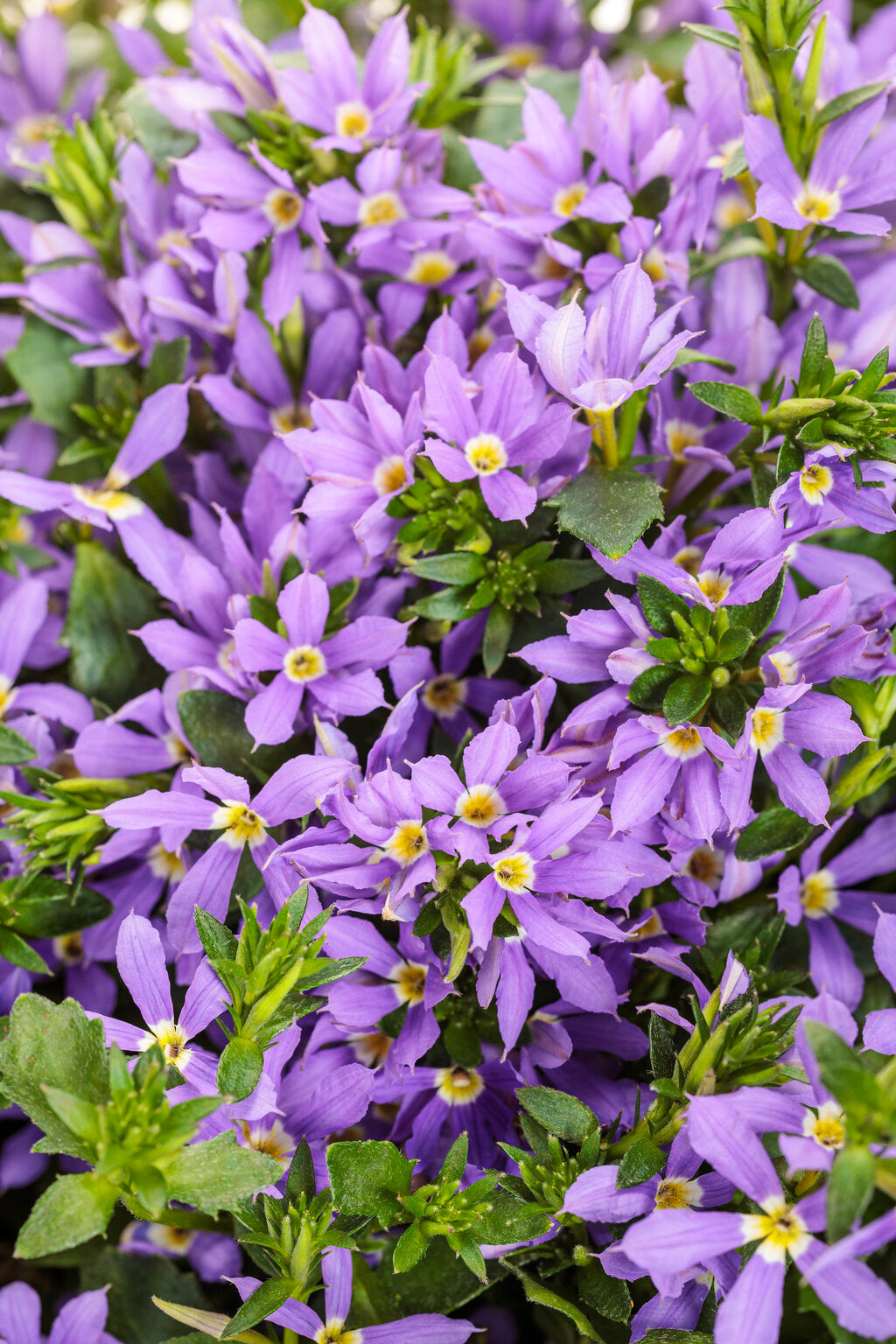 Scaevola aemula 'Stardiva® Blue'