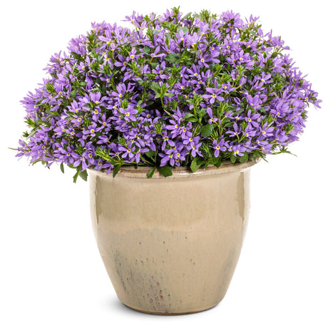 Scaevola aemula 'Stardiva® Blue'