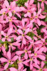 Scaevola aemula 'Stardiva® Pink'